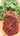 Dhaka Topi 10