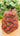 Dhaka Topi 9