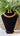 Brass Temple Jewellery Necklace with Earrings Divya